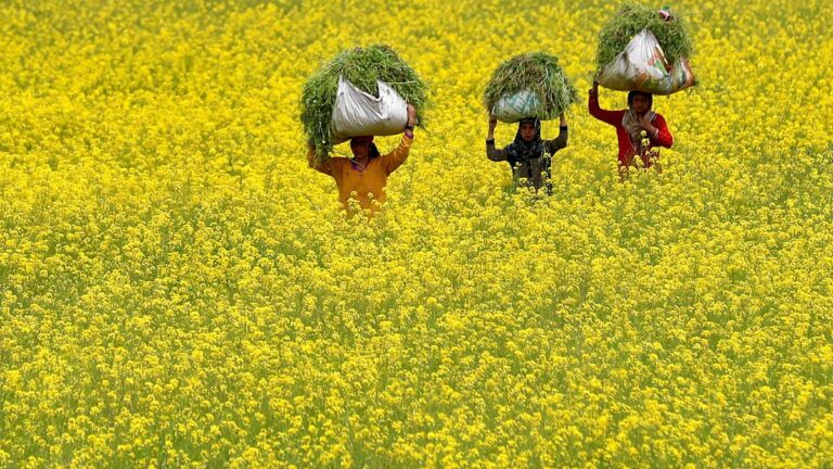 2022-10-31T135600Z_1074521889_RC2CCX9JJY44_RTRMADP_3_INDIA-GM-MUSTARD.JPG