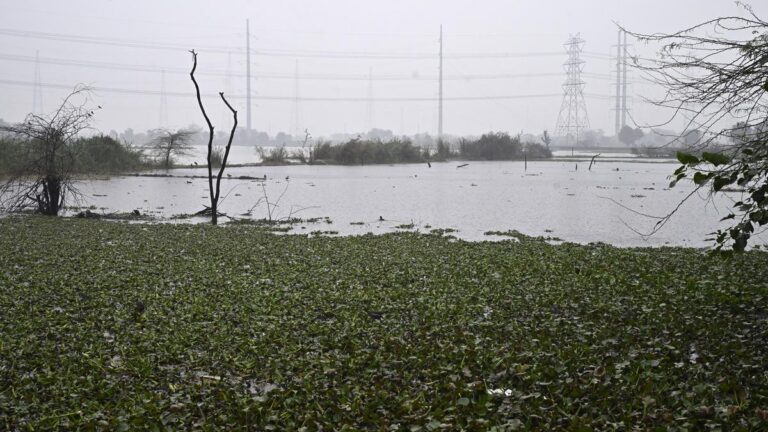 22_Tikri_Khurd_Water_Body_27_12_Delhi.jpg