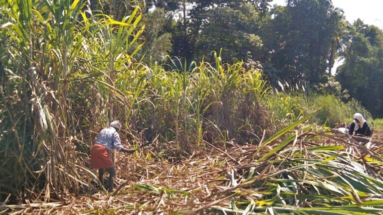 80693_1_3_2024_18_24_14_1_SUGARCANE.JPG