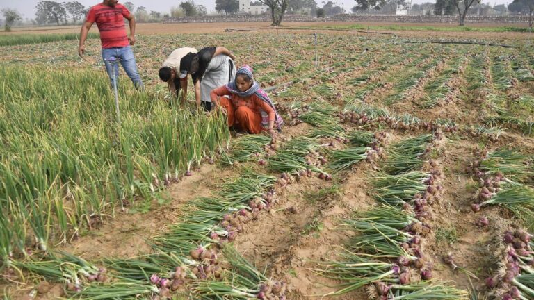 Farmers_Harvest_Onion_Rajasthan_4.jpg
