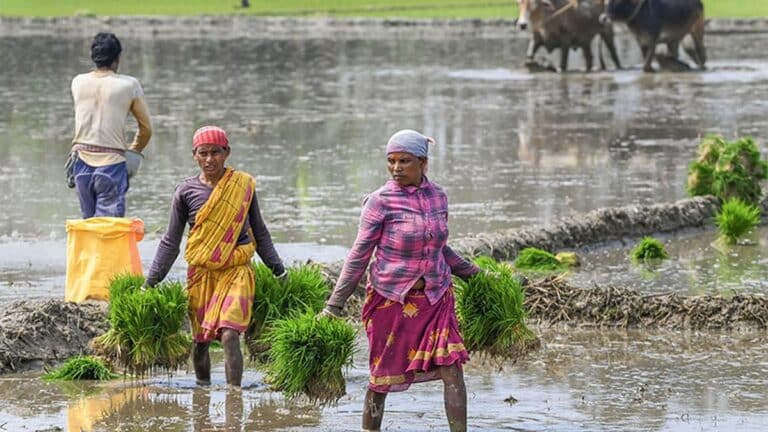 IMG_Agriculture__Paddy_c_2_1_JFCFJMB2.jpg