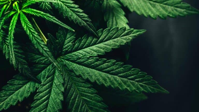 IMG_Cannabis_Leaf_2_1_AQDK6T9I.jpg