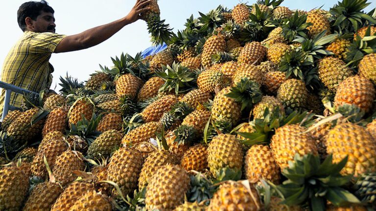 IMG_Pineapple_3.jpg_2_1_FB9SP5J5.jpg