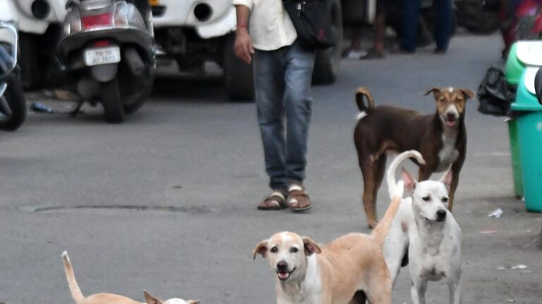 STREET20DOGS20ROAMING20CORPORATION_05.jpg