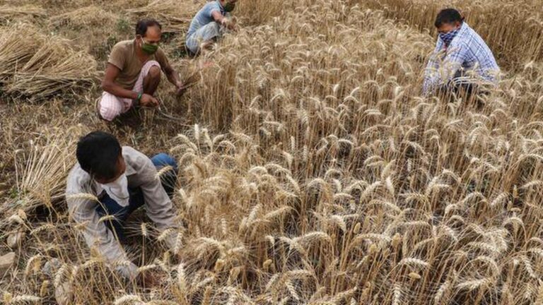 vbk-wheat-rabi-msp-pti.jpeg